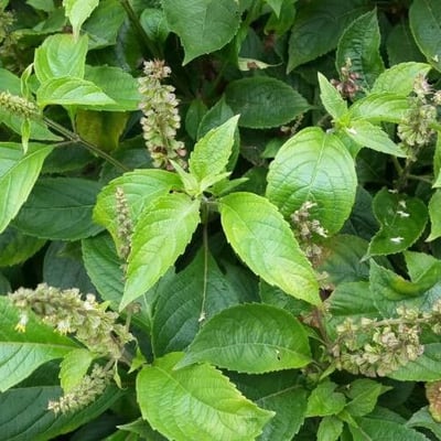 Ocimum gratissimum — flower