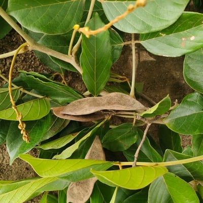 Lonchocarpus sericeus — fruit