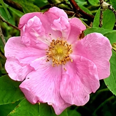 Rosa majalis — flower