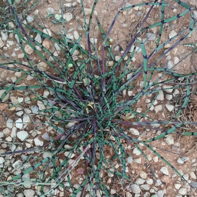 Digitaria ischaemum — leaf