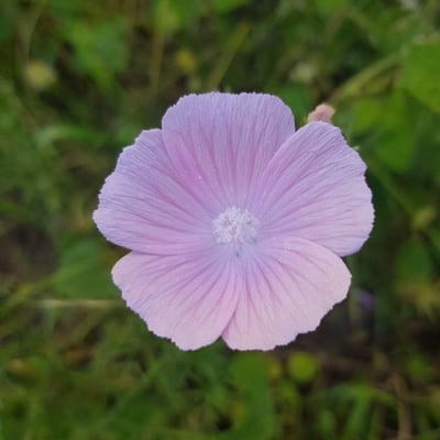 Malva hispanica — flower