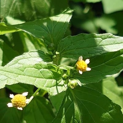 Galinsoga parviflora — flower