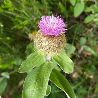 Centaurea pectinata — flower