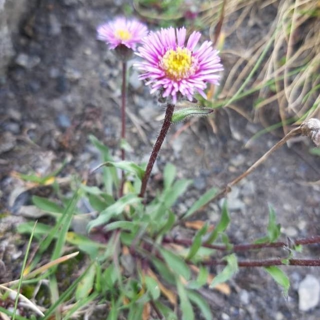 Erigeron alpinus — flower