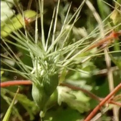 Aegilops geniculata — flower