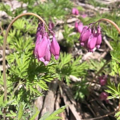 Dicentra formosa — flower