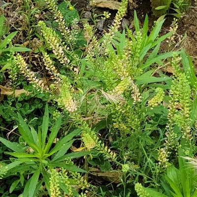 Lepidium densiflorum — flower