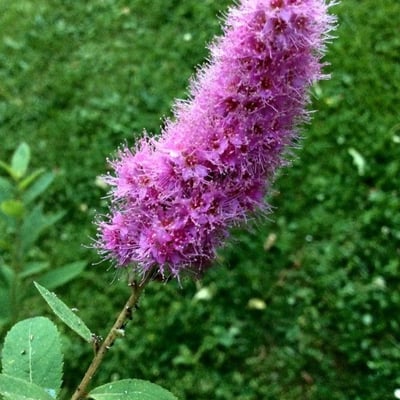 Spiraea douglasii — flower