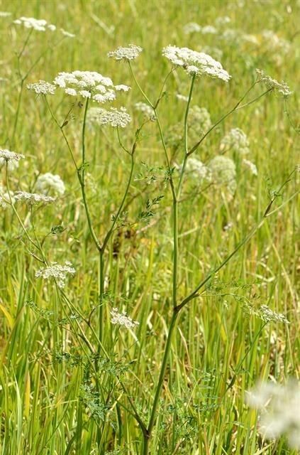 Hogfennel