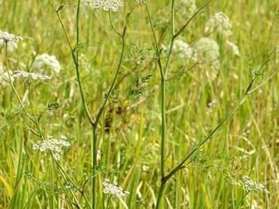 Hogfennel