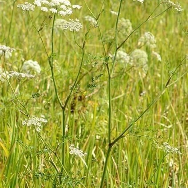 Peucedanum palustre — flower