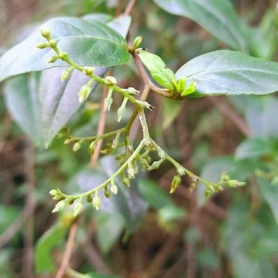 Chiococca alba — flower
