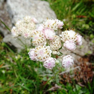 Antennaria dioica — flower