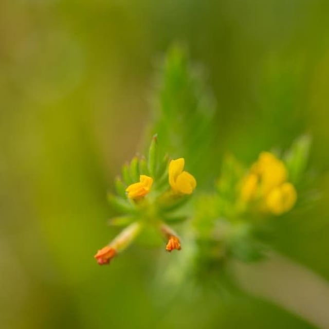 Ornithopus compressus — flower