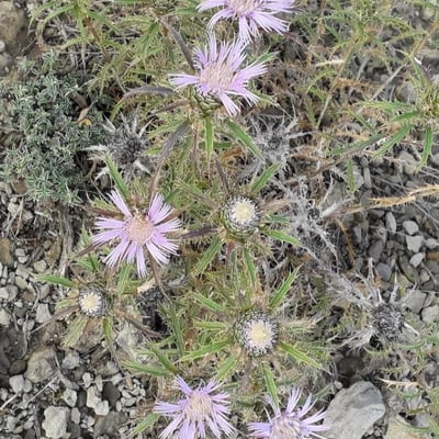 Atractylis humilis — flower