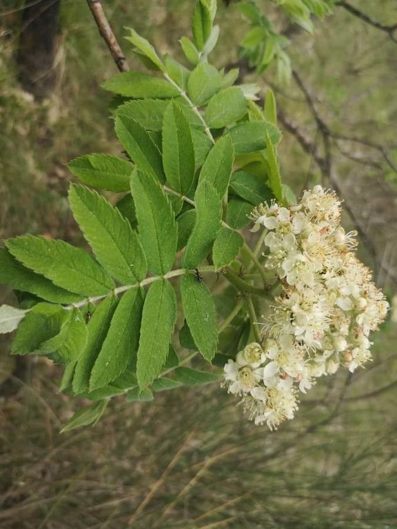 Servicetree