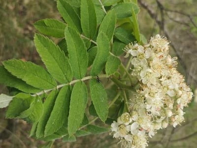Servicetree