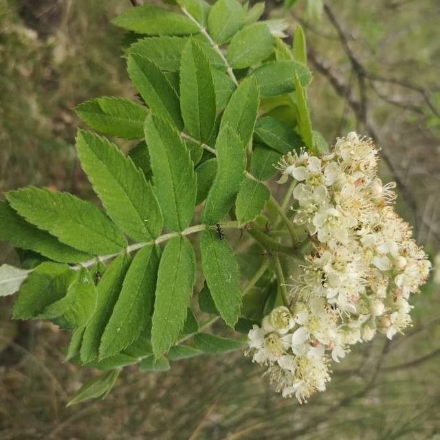 Cormus domestica — flower