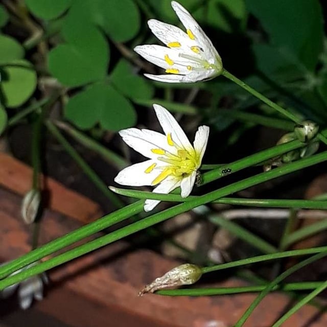 Nothoscordum bivalve — flower