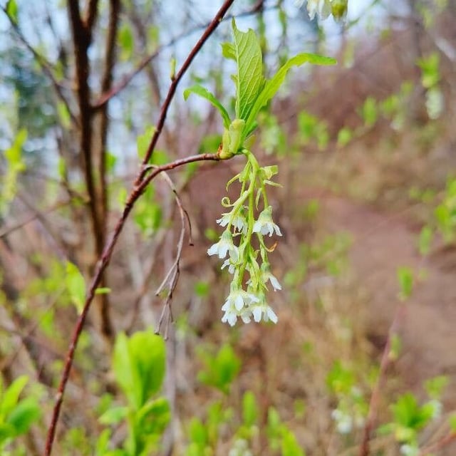 Oemleria cerasiformis — flower