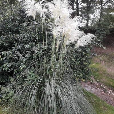 Cortaderia selloana — flower