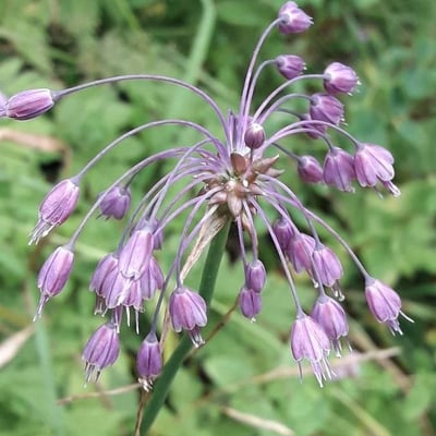 Allium carinatum — flower