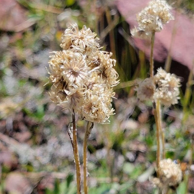 Antennaria alpina — flower