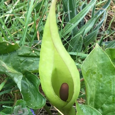 Arum maculatum — flower