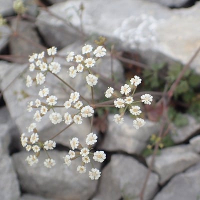 Ptychotis saxifraga — flower