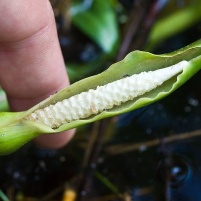 Peltandra virginica — flower