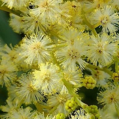 Acacia falcata — flower