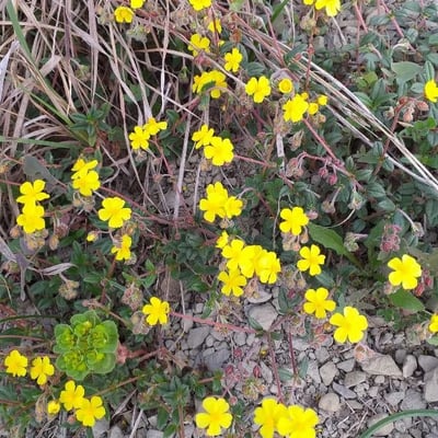 Potentilla tabernaemontani — flower