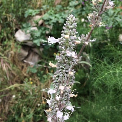 Salvia apiana — flower
