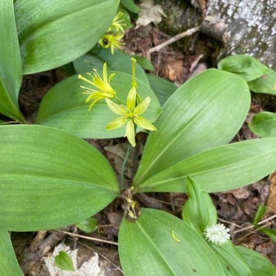 Clintonia borealis — flower