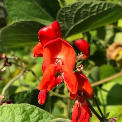 Phaseolus coccineus — flower