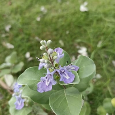 Vitex trifolia — flower