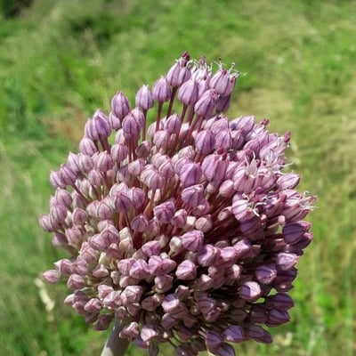 Allium ampeloprasum — flower