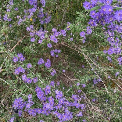 Olearia phlogopappa — leaf