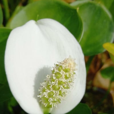 Calla palustris — flower
