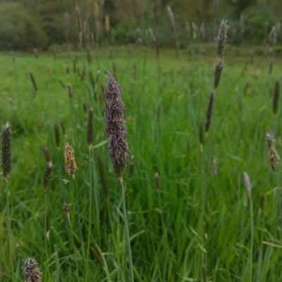 Phleum phleoides — flower