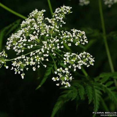 Chaerophyllum aureum — flower