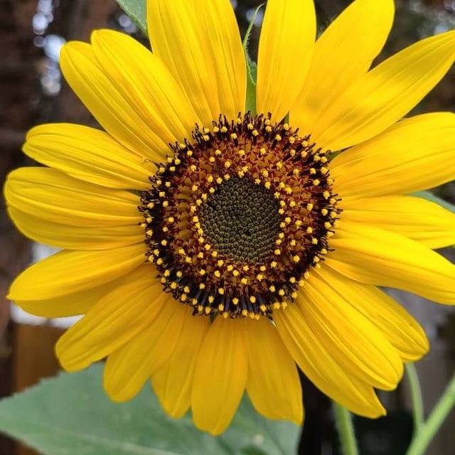 Helianthus petiolaris — flower