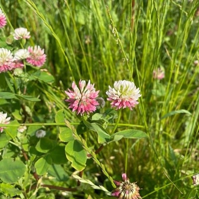 Trifolium hybridum — flower