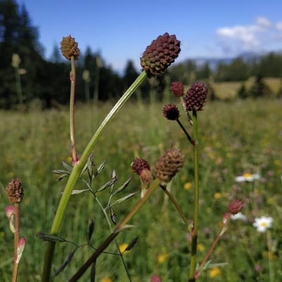 Sanguisorba officinalis — flower
