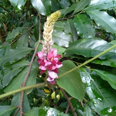Pueraria montana — flower