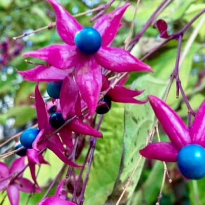 Clerodendrum trichotomum — flower