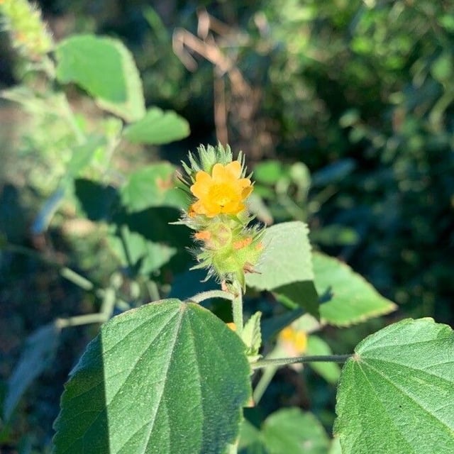 Malvastrum americanum — flower