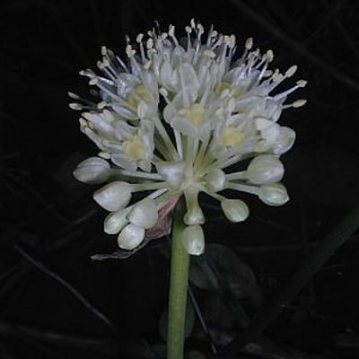 Allium tricoccum — flower