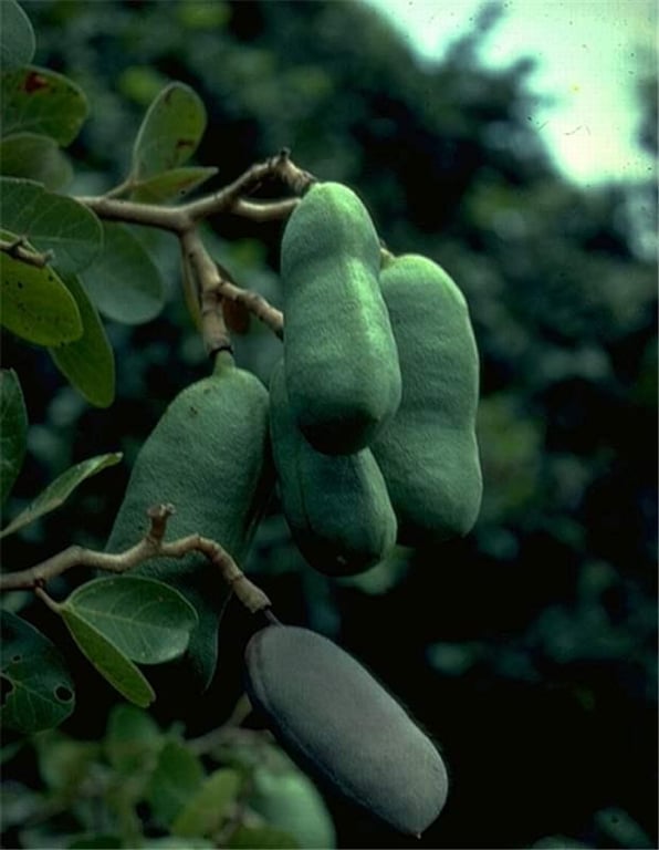 Hymenaea martiana