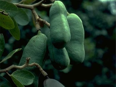 Hymenaea martiana